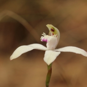 Caladenia dimorpha at Kangaloon, NSW - suppressed