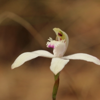 Caladenia dimorpha at Kangaloon - 14 Oct 2022 by Snowflake