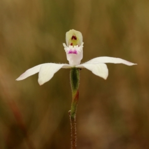 Caladenia dimorpha at Kangaloon, NSW - suppressed