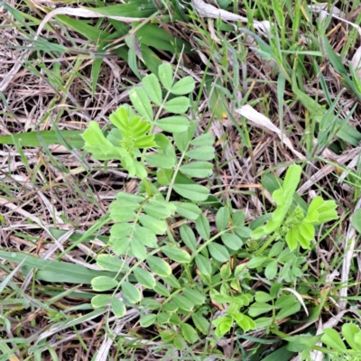 Vicia sativa (Common Vetch) at Watson, ACT - 12 Oct 2022 by abread111