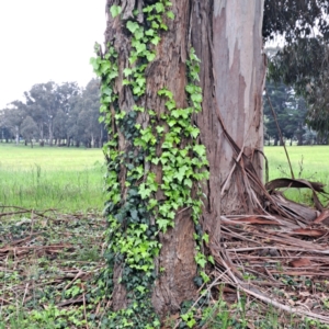 Hedera hibernica at Watson, ACT - 13 Oct 2022