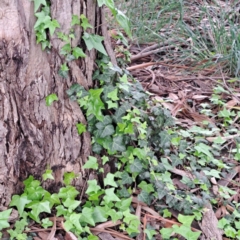 Hedera hibernica at Watson, ACT - 13 Oct 2022