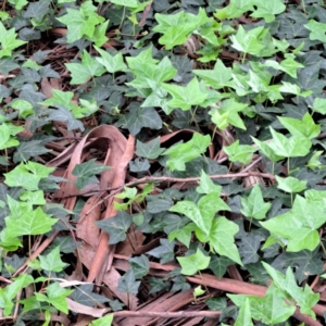 Hedera hibernica at Watson, ACT - 13 Oct 2022