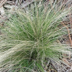 Nassella trichotoma (Serrated Tussock) at Watson, ACT - 13 Oct 2022 by abread111