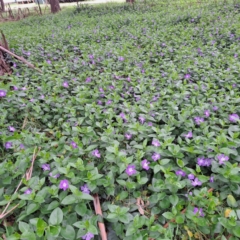 Vinca major (Blue Periwinkle) at Watson, ACT - 13 Oct 2022 by abread111