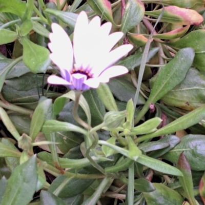 Dimorphotheca ecklonis (South African Daisy) at Watson, ACT - 13 Oct 2022 by abread111