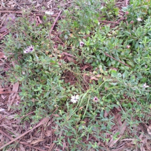 Dimorphotheca ecklonis at Watson, ACT - 13 Oct 2022 10:15 AM