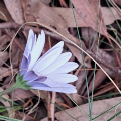 Dimorphotheca ecklonis at Watson, ACT - 13 Oct 2022