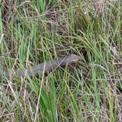 Pseudonaja textilis (Eastern Brown Snake) at Stromlo, ACT - 4 Oct 2022 by Proslyn