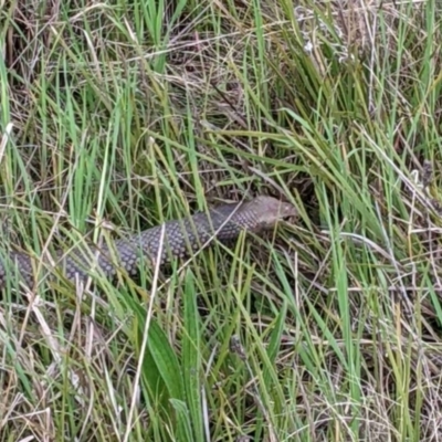 Pseudonaja textilis (Eastern Brown Snake) at Molonglo River Reserve - 4 Oct 2022 by Proslyn