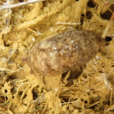 Deroceras reticulatum (Grey Field Slug) at Bonner, ACT - 12 Oct 2022 by Christine