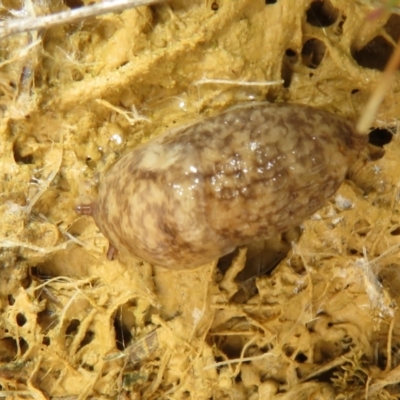 Deroceras reticulatum (Grey Field Slug) at Mulligans Flat - 12 Oct 2022 by Christine