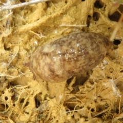 Deroceras reticulatum (Grey Field Slug) at Mulligans Flat - 12 Oct 2022 by Christine