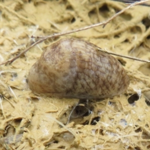 Deroceras reticulatum at Mulligans Flat - 12 Oct 2022 01:22 PM