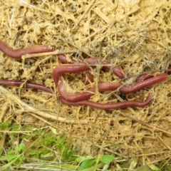 Oligochaeta (class) (Unidentified earthworm) at Mulligans Flat - 12 Oct 2022 by Christine