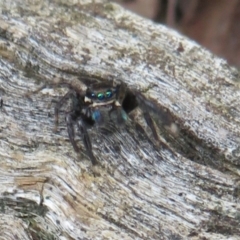 Jotus auripes (Jumping spider) at Bonner, ACT - 12 Oct 2022 by Christine