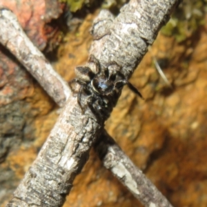 Jotus auripes at Bonner, ACT - 12 Oct 2022 01:33 PM