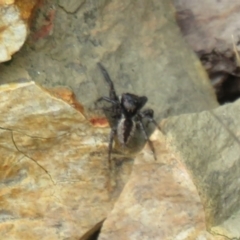 Jotus auripes at Bonner, ACT - 12 Oct 2022 01:33 PM