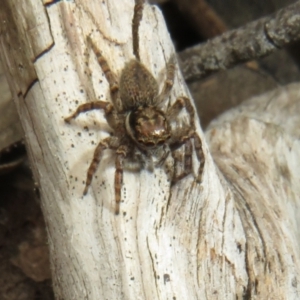 Maratus griseus at Bonner, ACT - 12 Oct 2022