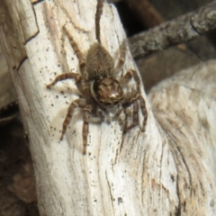 Hypoblemum griseum (Jumping spider) at Bonner, ACT - 12 Oct 2022 by Christine