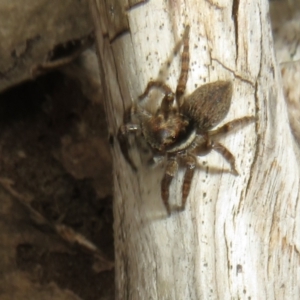 Maratus griseus at Bonner, ACT - 12 Oct 2022