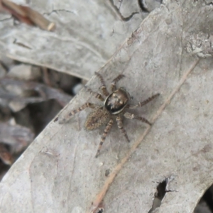 Maratus griseus at Bonner, ACT - 12 Oct 2022