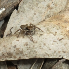 Maratus griseus at Bonner, ACT - 12 Oct 2022