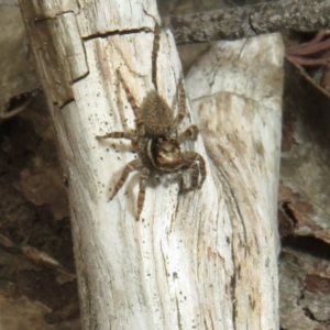 Maratus griseus at Bonner, ACT - 12 Oct 2022