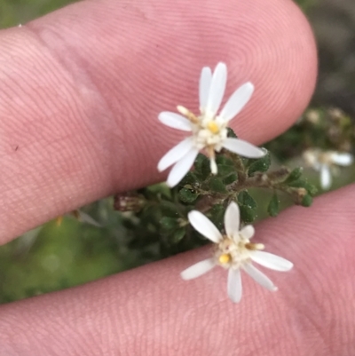 Olearia microphylla (Olearia) at Black Mountain - 4 Sep 2022 by Tapirlord