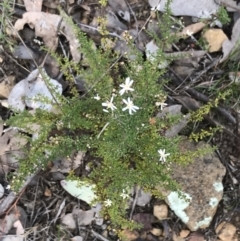 Olearia microphylla at Bruce, ACT - 4 Sep 2022