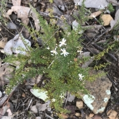 Olearia microphylla at Bruce, ACT - 4 Sep 2022 01:28 PM