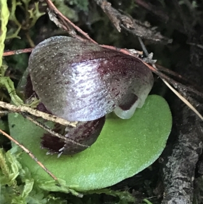 Corysanthes incurva (Slaty Helmet Orchid) at Black Mountain - 4 Sep 2022 by Tapirlord