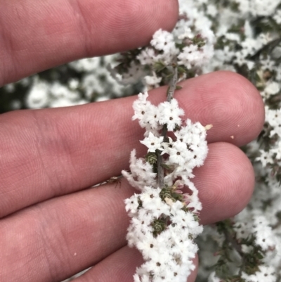 Leucopogon attenuatus (Small-leaved Beard Heath) at Black Mountain - 4 Sep 2022 by Tapirlord