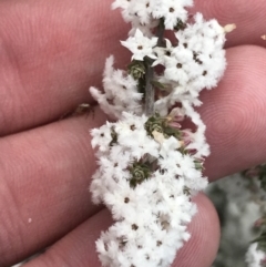 Styphelia attenuata at Bruce, ACT - 4 Sep 2022