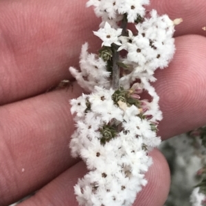 Styphelia attenuata at Bruce, ACT - 4 Sep 2022