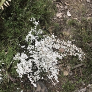 Styphelia attenuata at Bruce, ACT - 4 Sep 2022