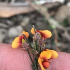 Dillwynia sericea (Egg And Bacon Peas) at Black Mountain - 4 Sep 2022 by Tapirlord