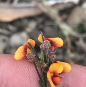 Dillwynia sericea at Bruce, ACT - 4 Sep 2022