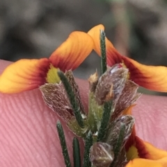 Dillwynia sericea at Bruce, ACT - 4 Sep 2022 12:39 PM