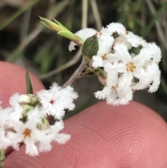 Leucopogon virgatus (Common Beard-heath) at Bruce, ACT - 4 Sep 2022 by Tapirlord