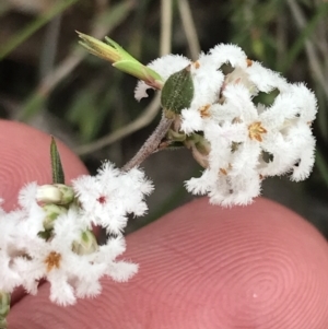 Leucopogon virgatus at Bruce, ACT - 4 Sep 2022 12:37 PM