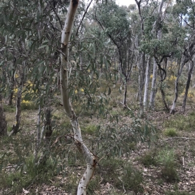 Eucalyptus mannifera (Brittle Gum) at Bruce, ACT - 4 Sep 2022 by Tapirlord