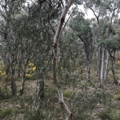 Eucalyptus mannifera at Bruce, ACT - 4 Sep 2022