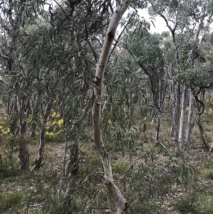 Eucalyptus mannifera at Bruce, ACT - 4 Sep 2022 12:36 PM