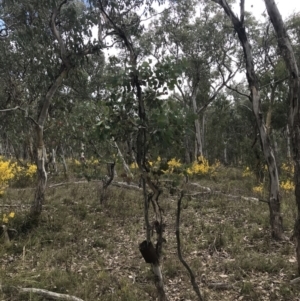 Eucalyptus polyanthemos subsp. polyanthemos at Bruce, ACT - 4 Sep 2022