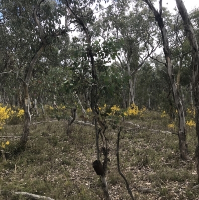 Eucalyptus polyanthemos subsp. polyanthemos (Red Box) at Black Mountain - 4 Sep 2022 by Tapirlord