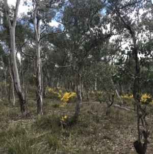 Eucalyptus polyanthemos subsp. polyanthemos at Bruce, ACT - 4 Sep 2022 12:36 PM