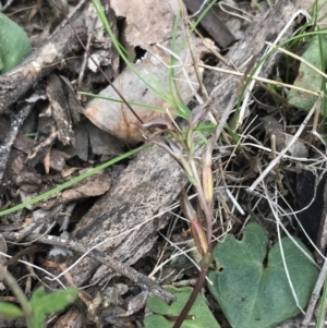 Acianthus collinus at Point 5815 - 4 Sep 2022