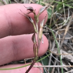 Acianthus collinus at Point 5815 - 4 Sep 2022