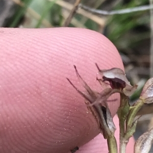 Acianthus collinus at Point 5815 - 4 Sep 2022